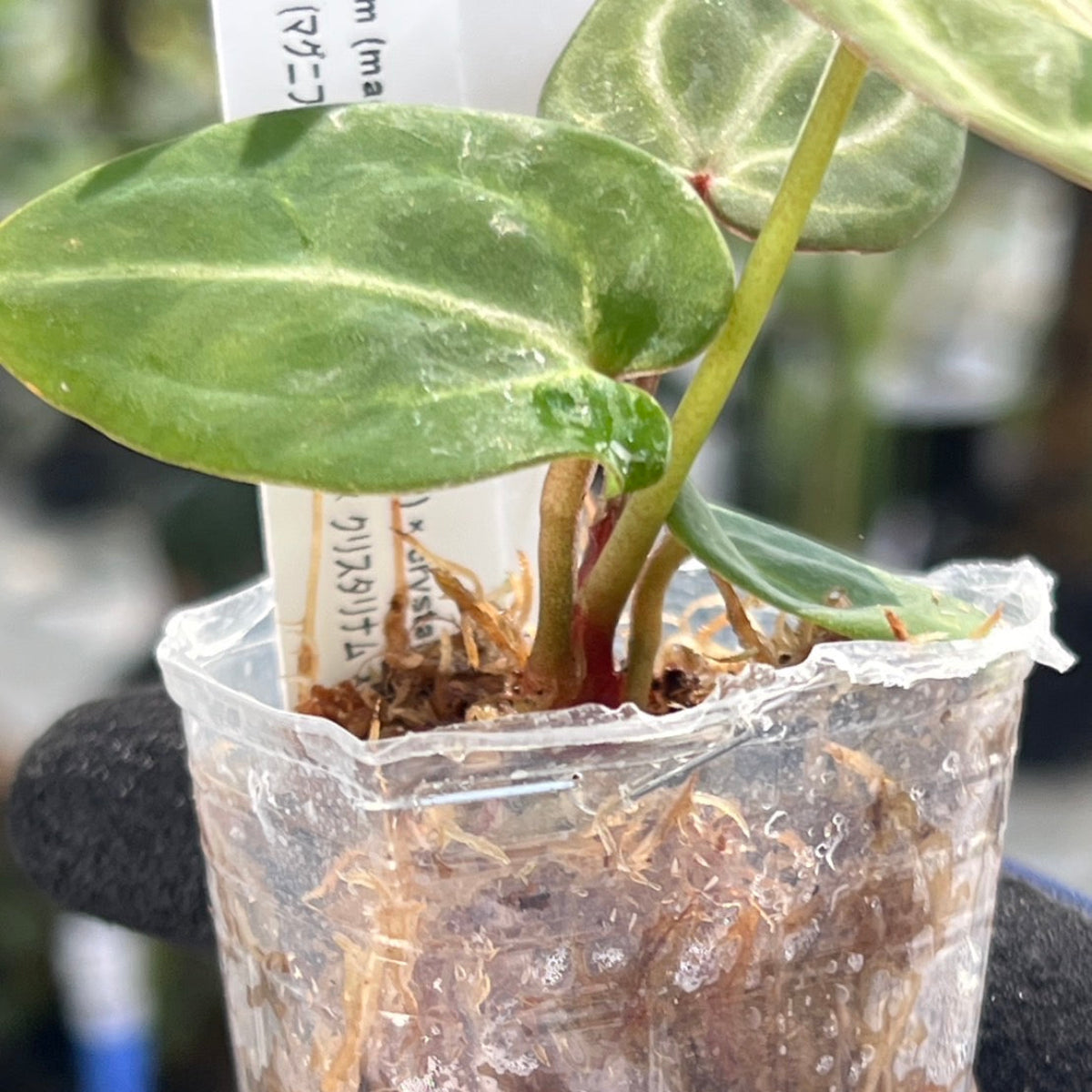 【選択可能】【選抜】アンスリウム Anthurium (magnificum × ‘Black Velvet’) × crystallinum × ‘Michelle’ F3