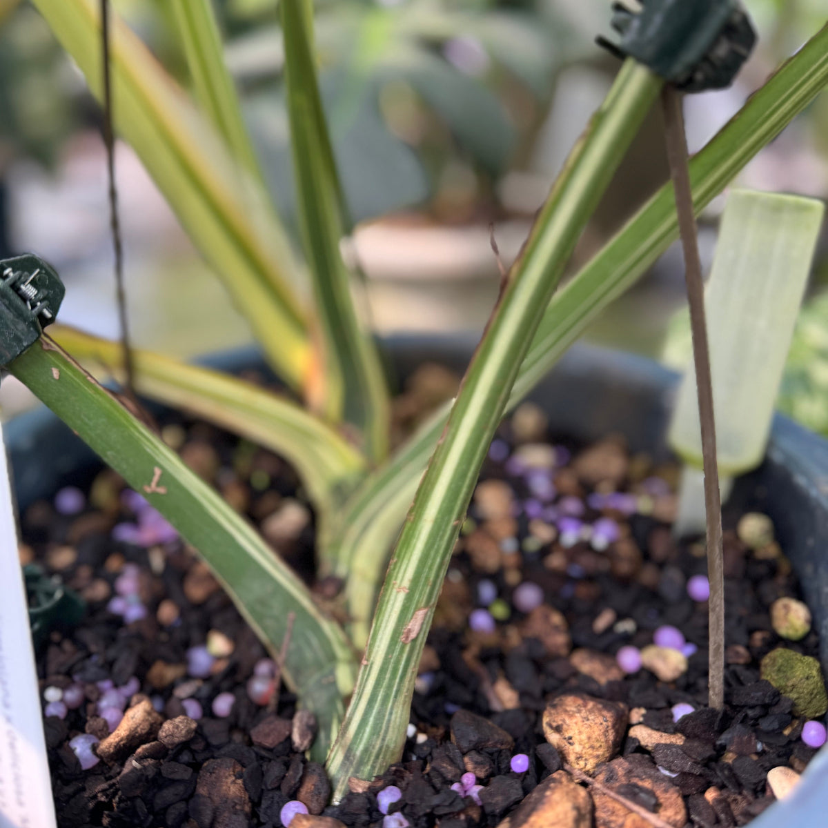 【コレクション】モンステラ 'ミント ブラジリアンフォーム' ②