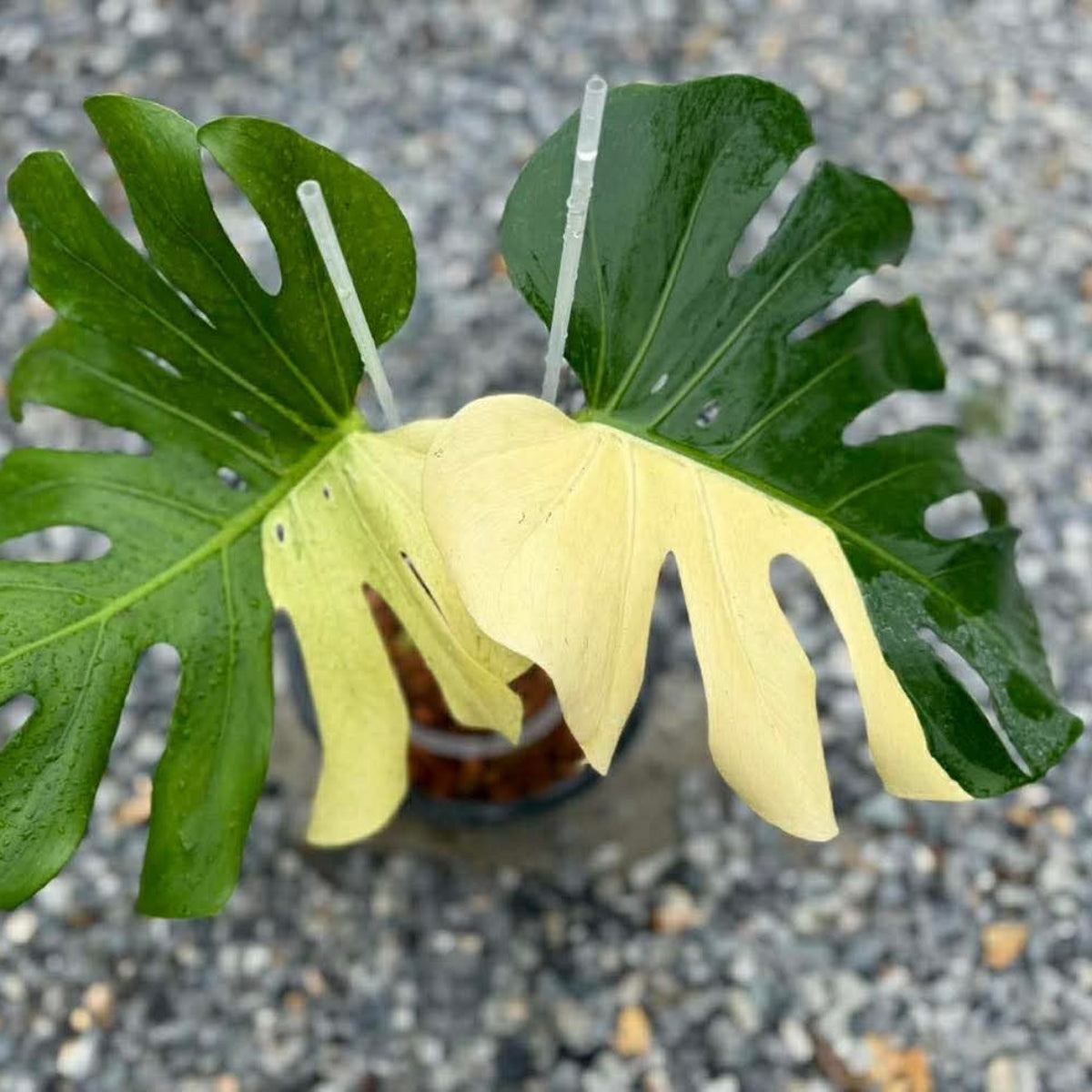 【Live販売】 48番 モンステラ・デリシオーサ 'ミント ホワイトティア'