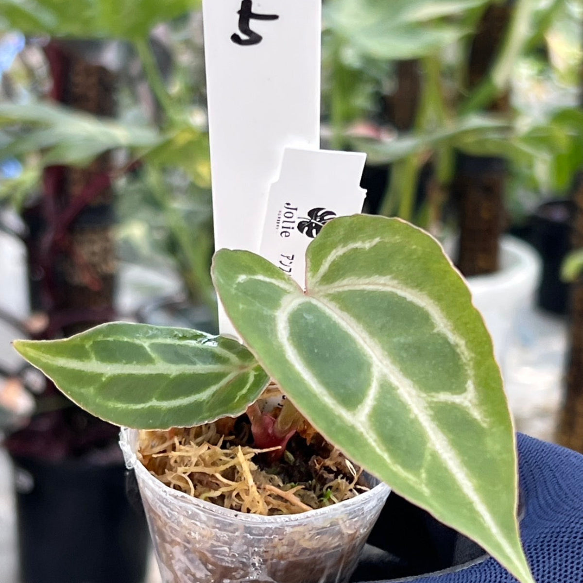 【選択可能】【選抜】アンスリウム Anthurium ‘Crystal Indo’ × ‘Red Crystal Tezula’