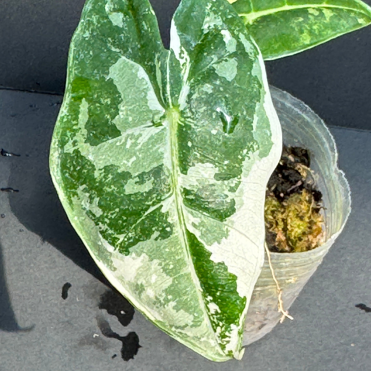 アロカシア 'グリーンベルベット バリエガータ(斑入り)' 2号サイズ