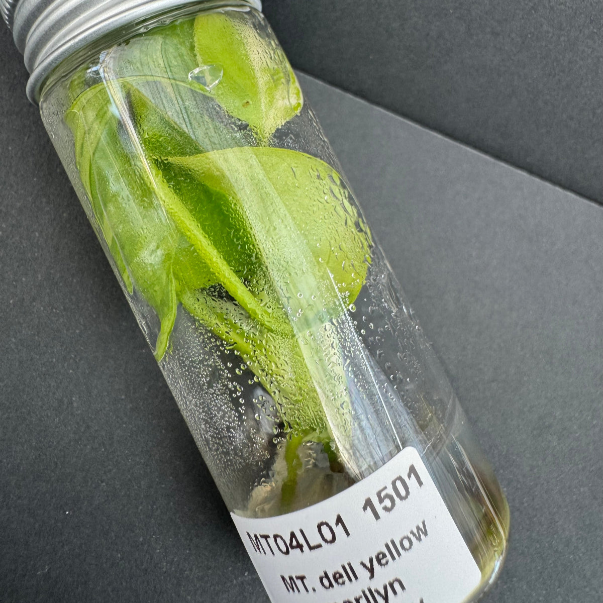 モンステラ・デリシオーサ 'イエローマリリン' 組織培養(TC)株 ビトロ苗瓶入り