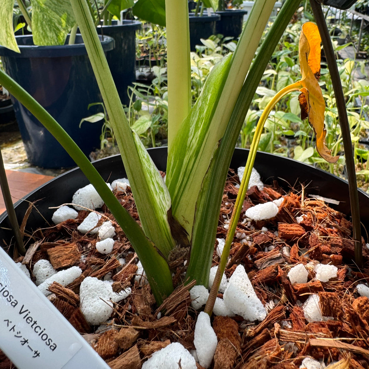 【コレクション】モンステラ・デリシオーサ 'ベトシオーサ'