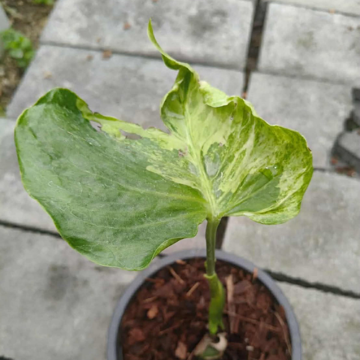 【Live販売】 62番 モンステラ・デリシオーサ 'グリーンコーラル'