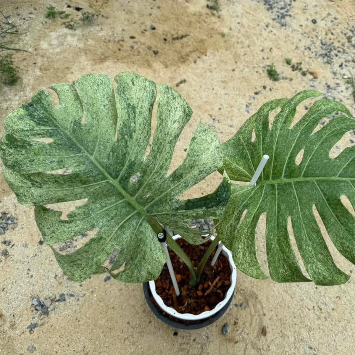 Live販売】 63番 モンステラ・デリシオーサ 'ミント ホワイトティア