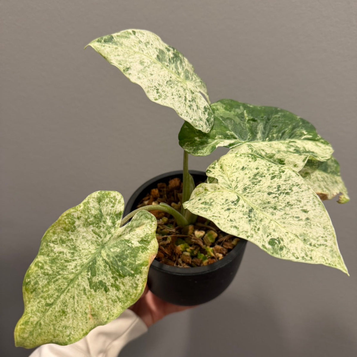 アロカシア オドラ 'バティック' (クワズイモ) 斑入り 組織培養(TC)株 ビトロ苗瓶入り