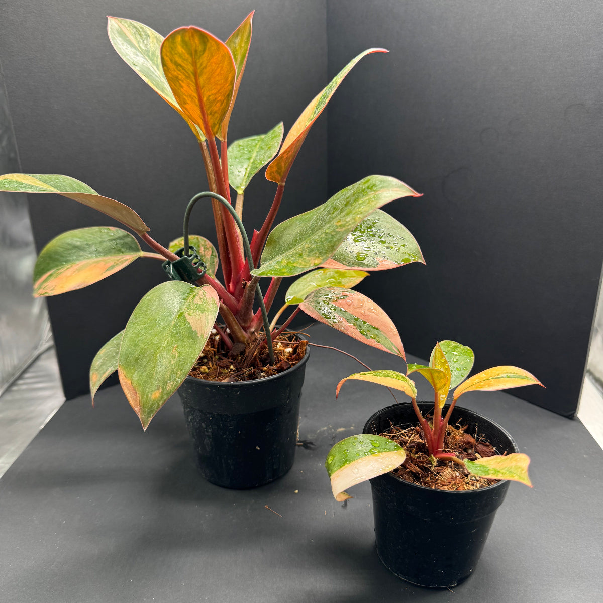 フィロデンドロン 'レッドコンゴ' 斑入り 3号鉢 サイズ2種類