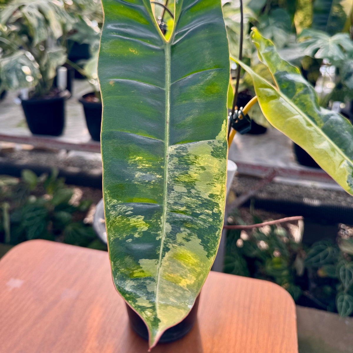 【コレクション】フィロデンドロン・ビレッティア 斑入り 親株サイズ