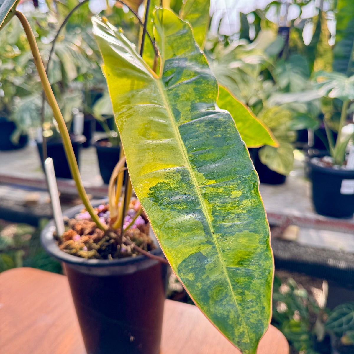 【コレクション】フィロデンドロン・ビレッティア 斑入り 親株サイズ