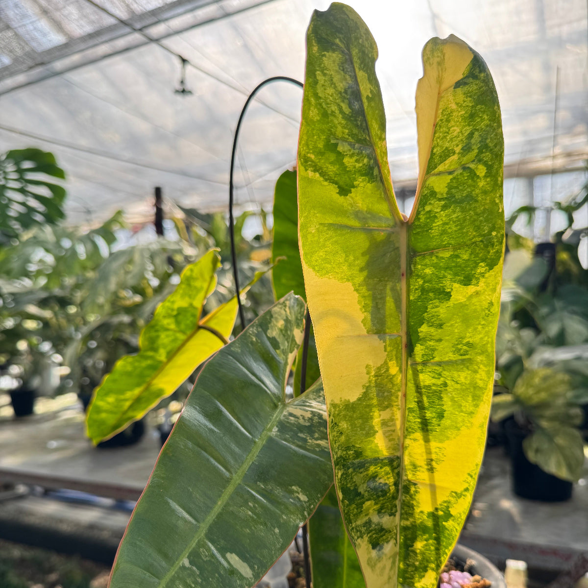 【コレクション】フィロデンドロン・ビレッティア 斑入り 親株サイズ