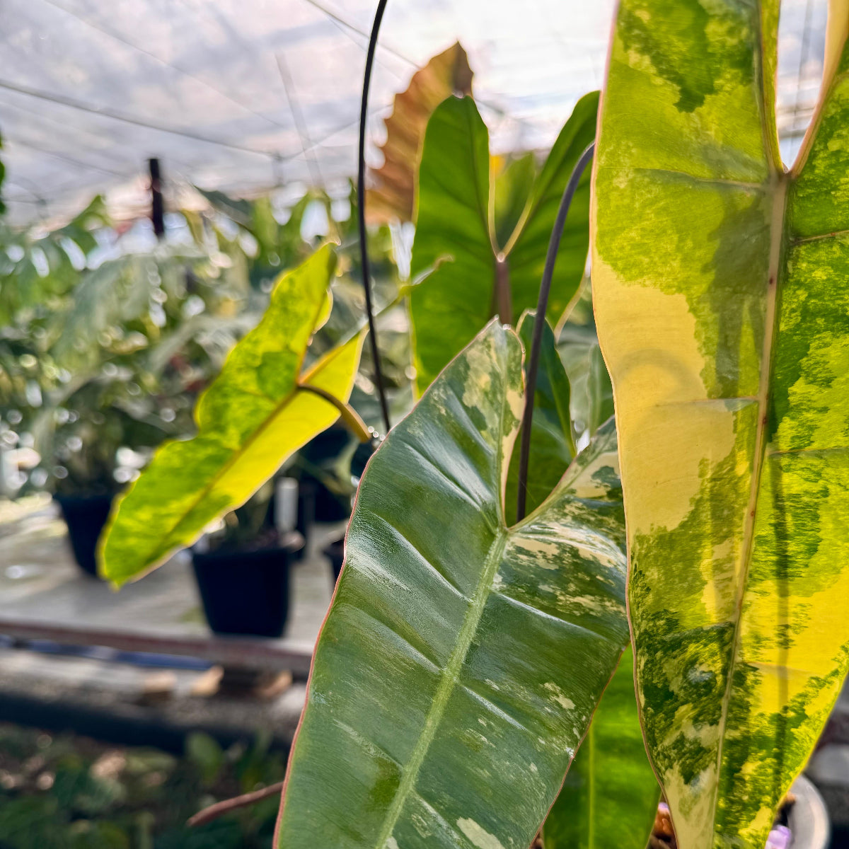 【コレクション】フィロデンドロン・ビレッティア 斑入り 親株サイズ