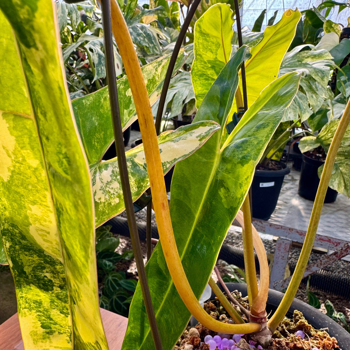 【コレクション】フィロデンドロン・ビレッティア 斑入り 親株サイズ
