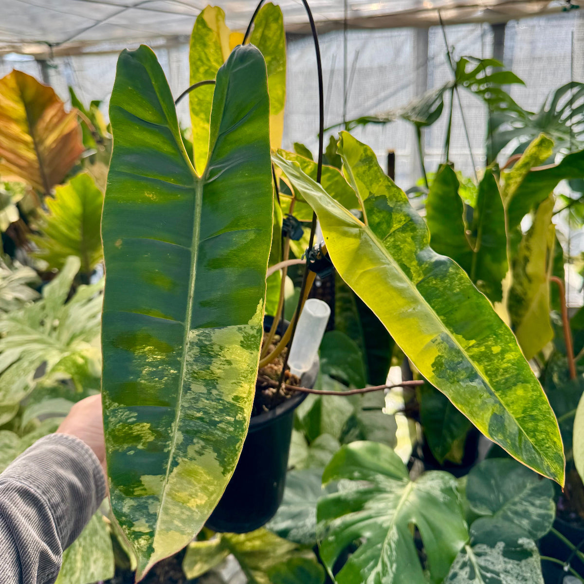 【コレクション】フィロデンドロン・ビレッティア 斑入り 親株サイズ