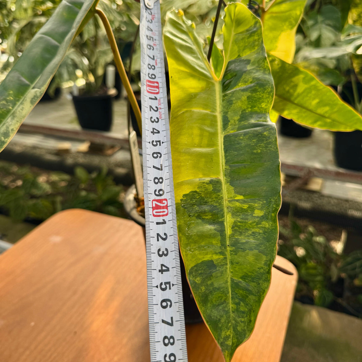 【コレクション】フィロデンドロン・ビレッティア 斑入り 親株サイズ