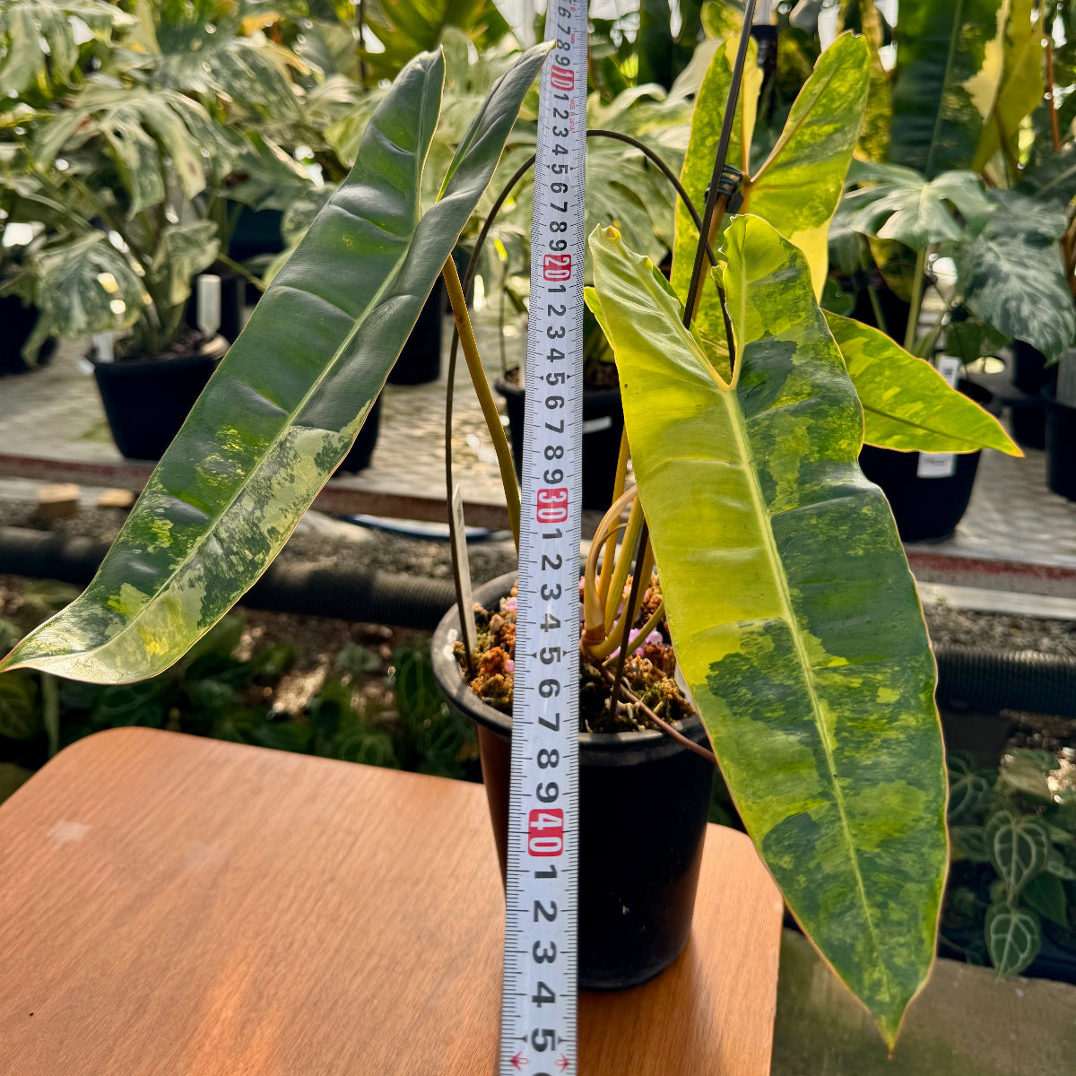 【コレクション】フィロデンドロン・ビレッティア 斑入り 親株サイズ