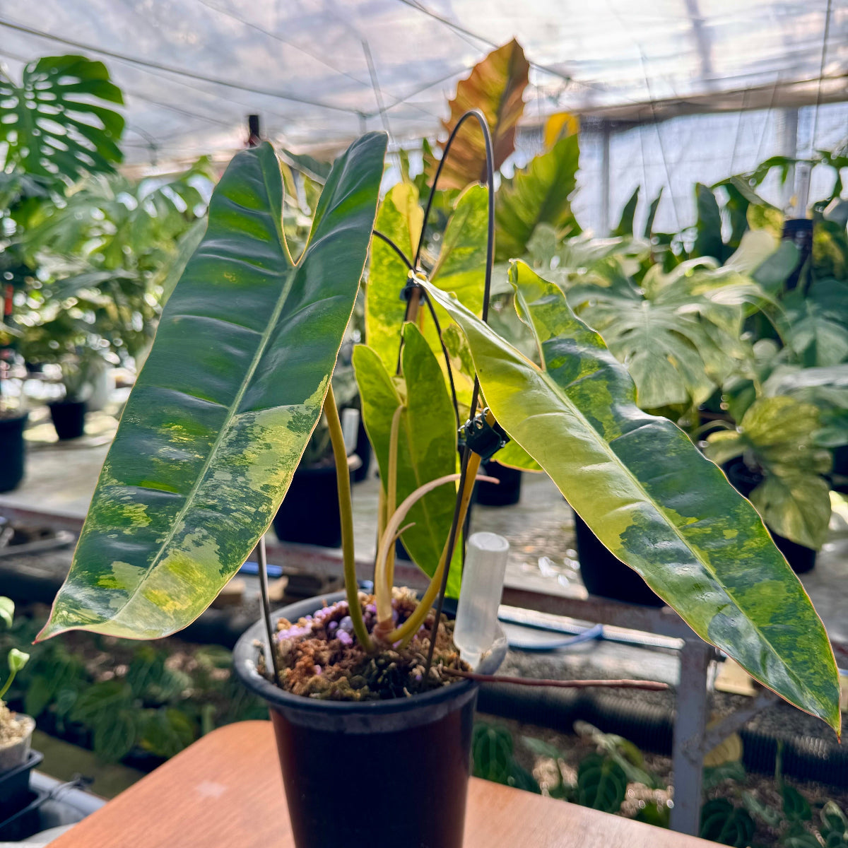 【コレクション】フィロデンドロン・ビレッティア 斑入り 親株サイズ