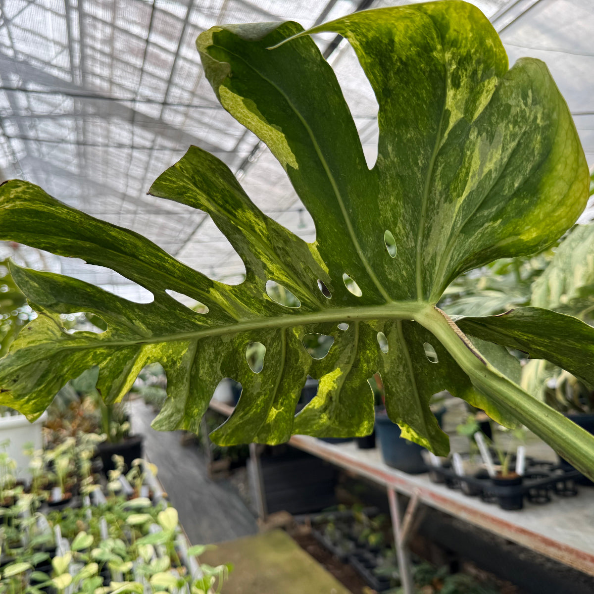 【コレクション】モンステラ デリシオーサ  'マスターピース'