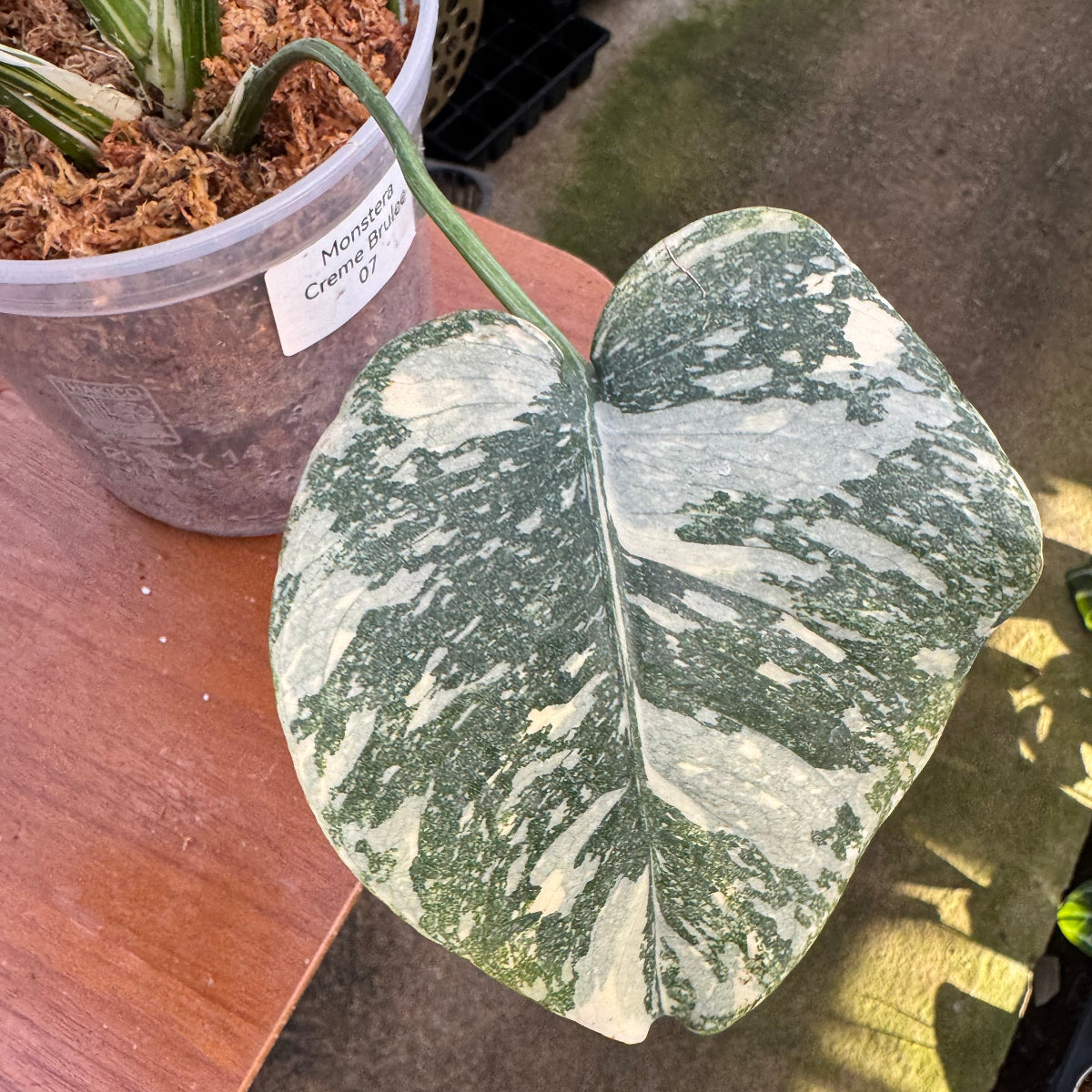 【コレクション】モンステラ デリシオーサ 'タイコンステレーション クリームブリュレ'