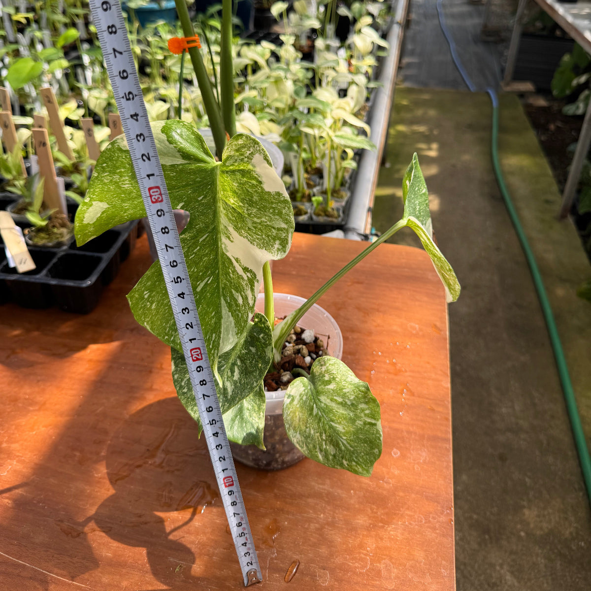 【希少】モンステラ デリシオーサ 'タイコンステレーション プラチナム ミューテーション(変異株)'