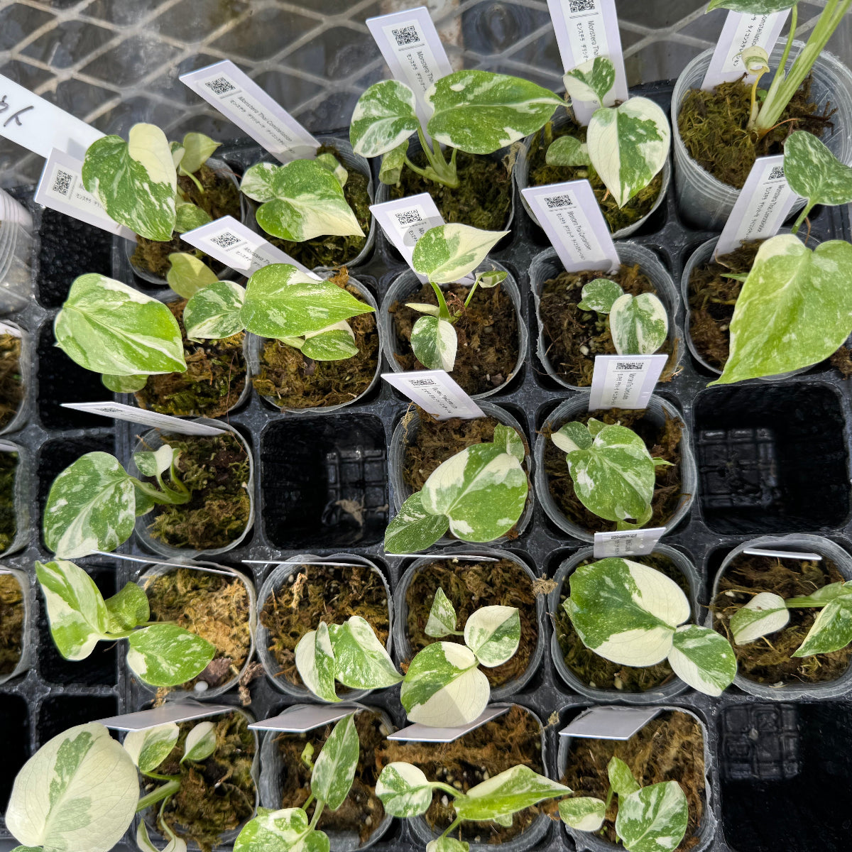 【選抜株/2号サイズ】モンステラ・デリシオーサ 'タイコンステレーション' TC株 順化済み