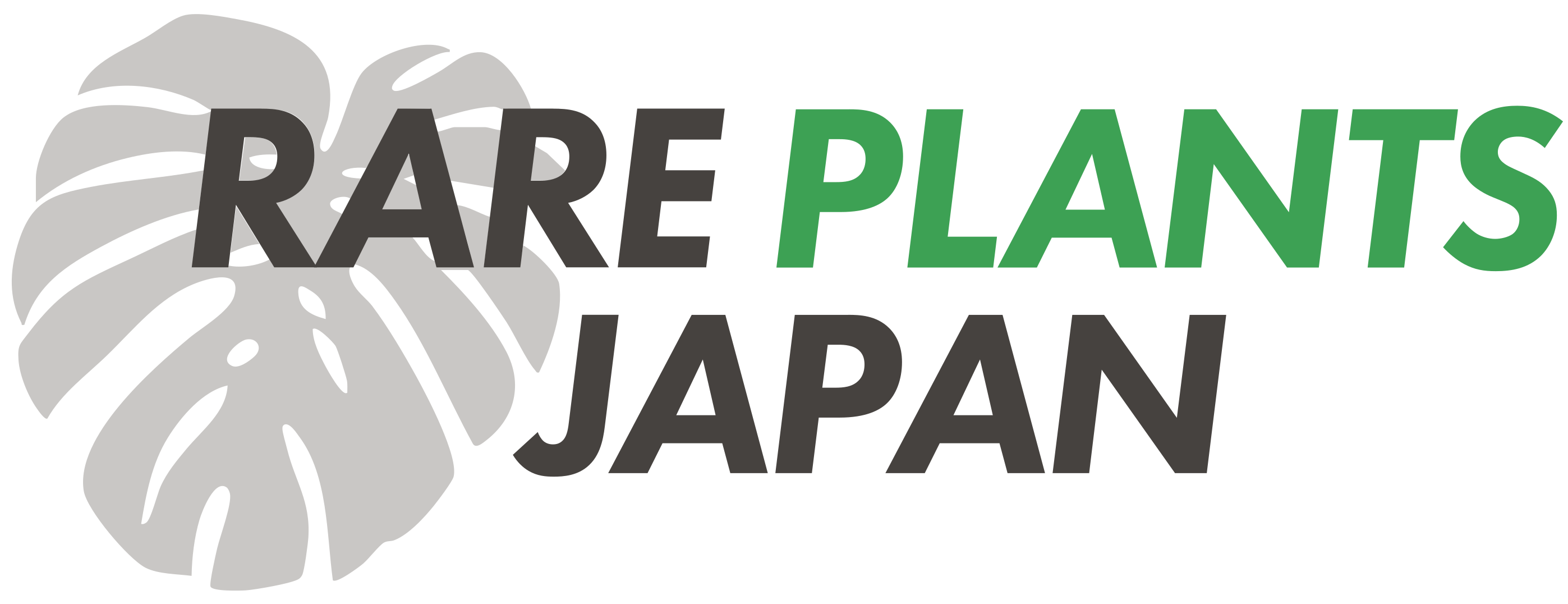 【イベント出店】「オキボタ MAX 2026 in サンシャインシティ」にRARE PLANTS JAPANが出店します！（1235Garden / Contrail 合同ブース）