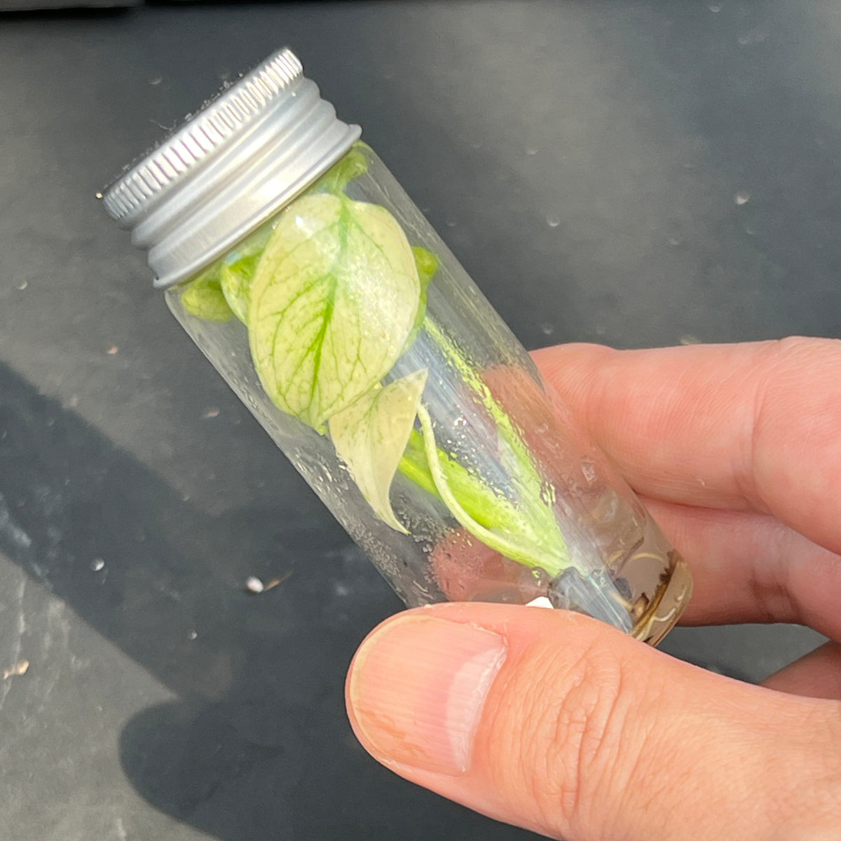 組織培養苗(TC/Tissue Culture)