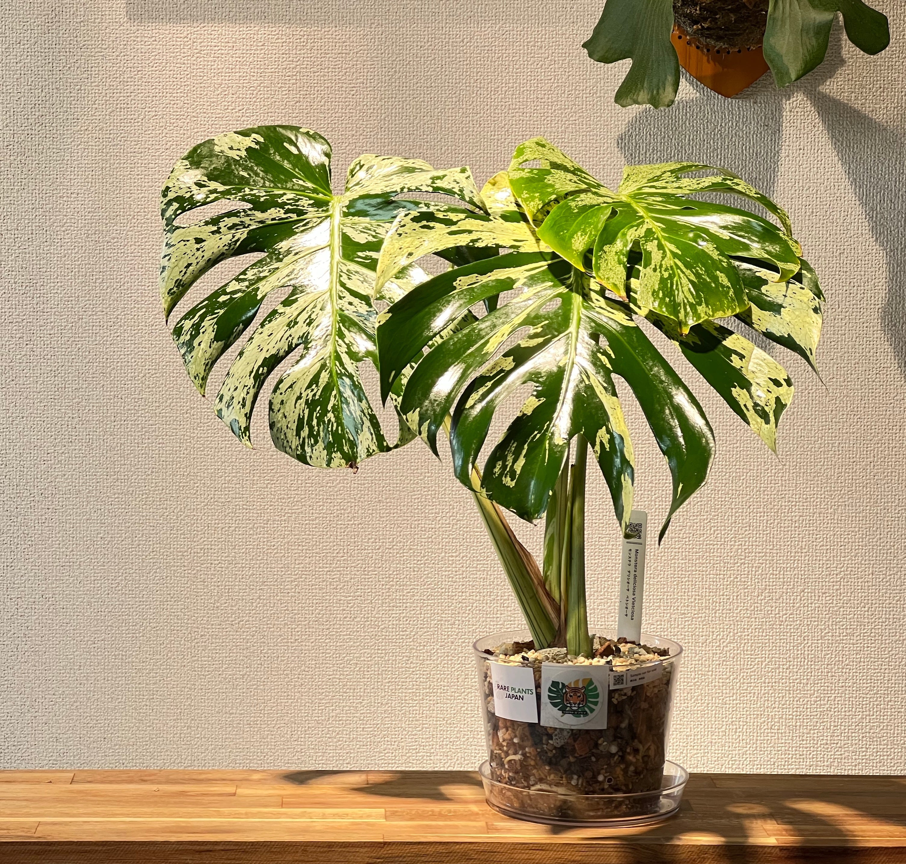 コレクション – RARE PLANTS JAPAN (レアプランツジャパン)