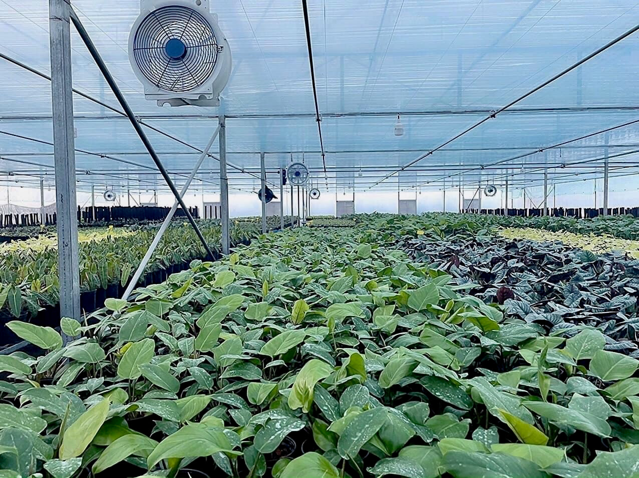 観葉植物