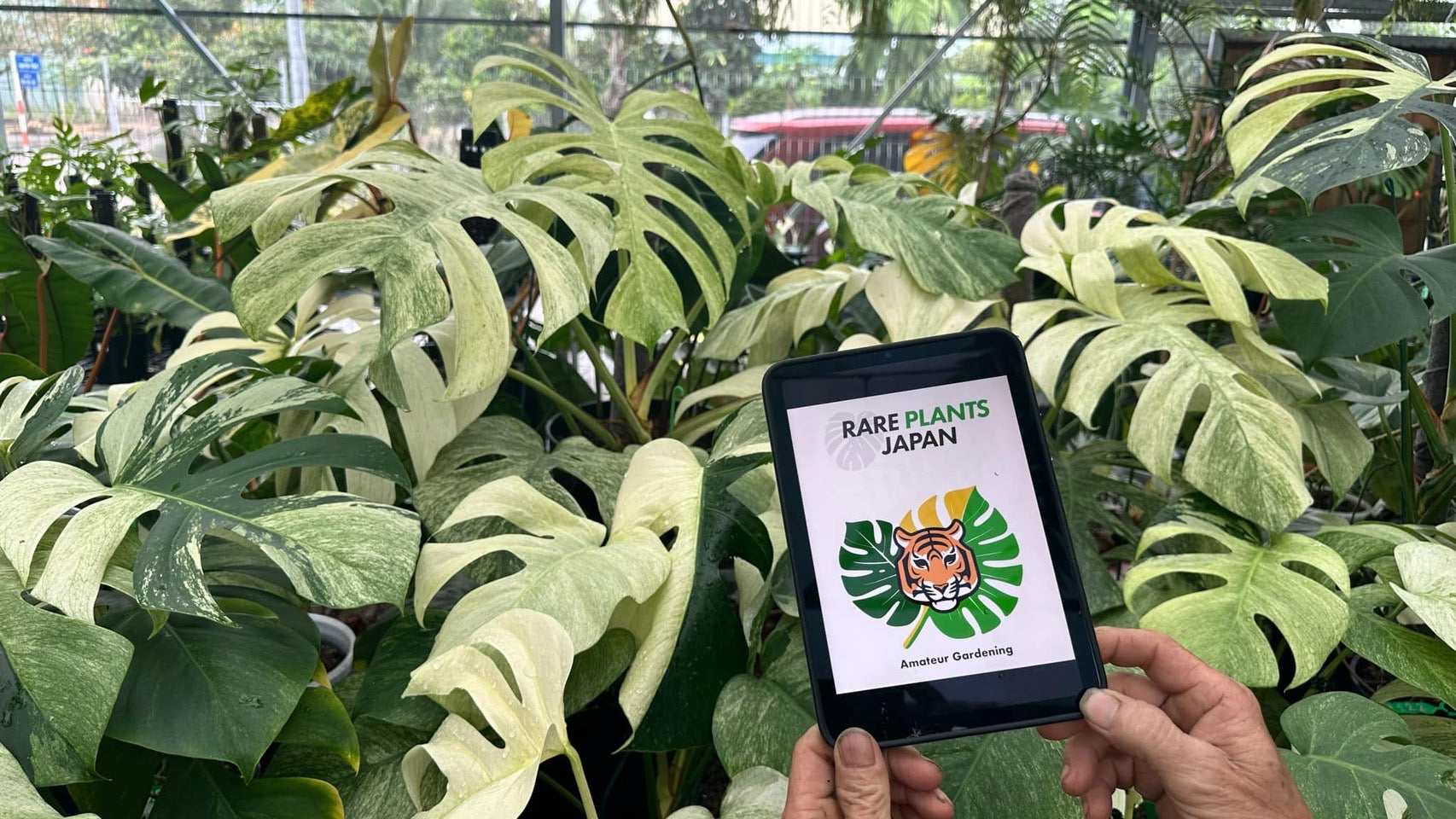 モンステラ Monstera