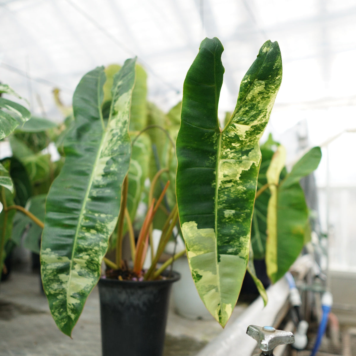フィロデンドロン Philodendron
