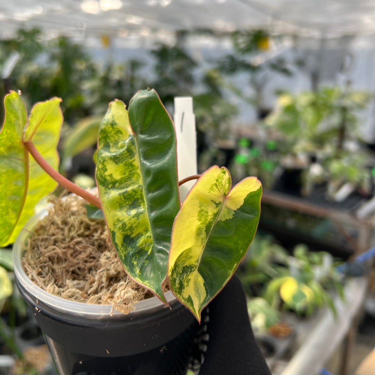 フィロデンドロン・ビレッティア 斑入り 3.5号サイズ