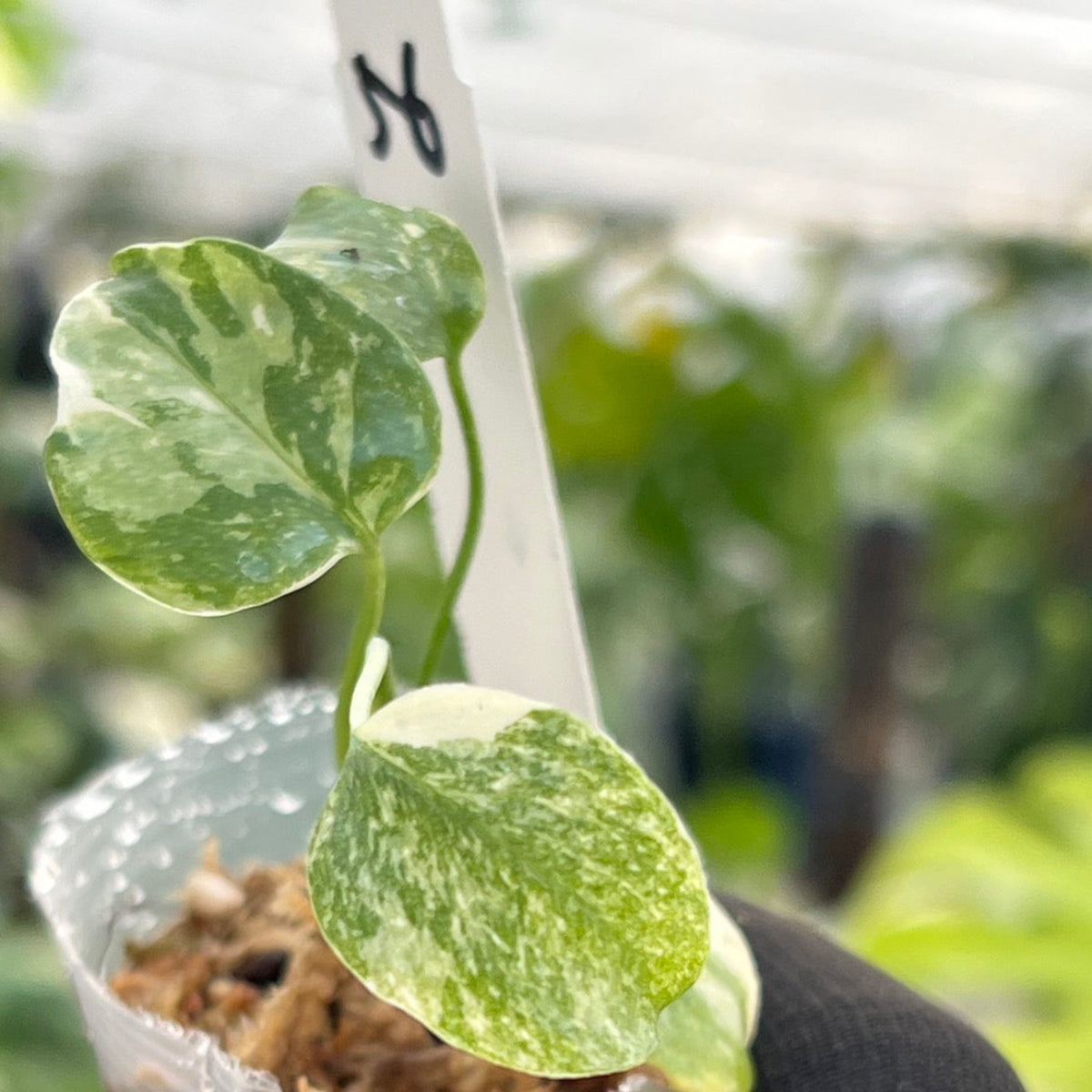 シロウト園芸選抜株/2号サイズ】モンステラ・デリシオーサ 'タイ