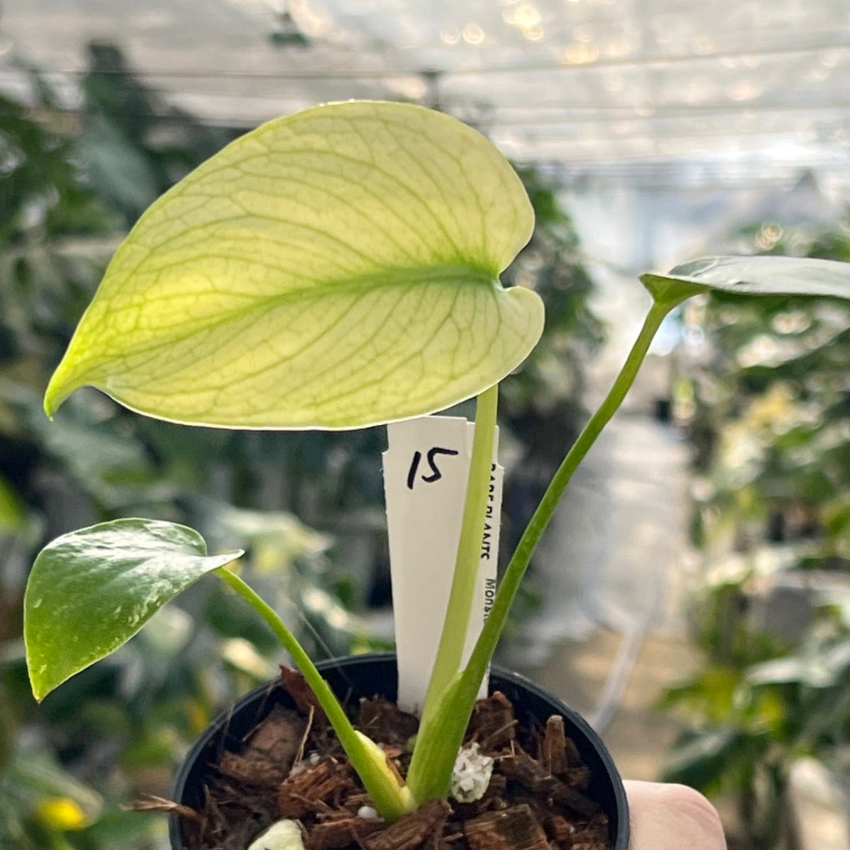 50%OFF【選抜】モンステラ　デリシオーサ 'ホワイトモンスター'