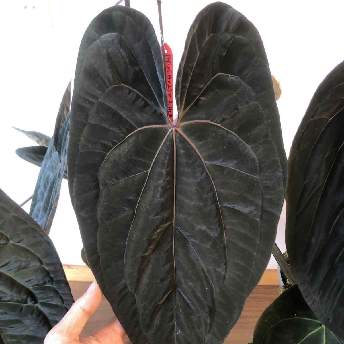 【予約販売】超希少交配 アンスリウム  '【Papi x Red ( MxZ) 】x Red phantom' 斑入り