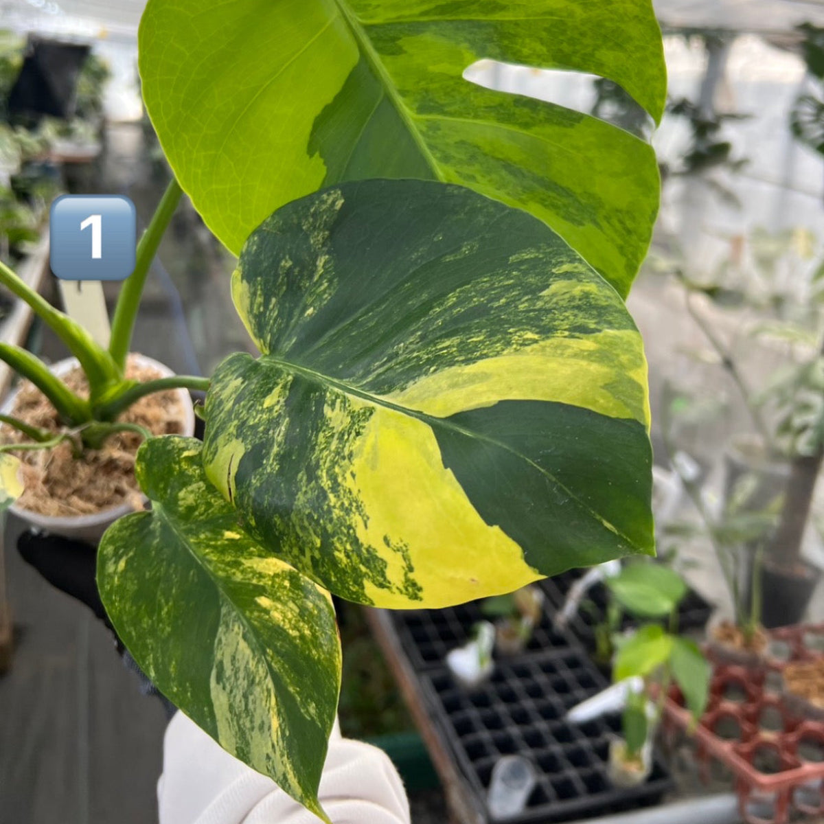 初出品/コレクション】モンステラ デリシオーサ 'ポンポン' – RARE