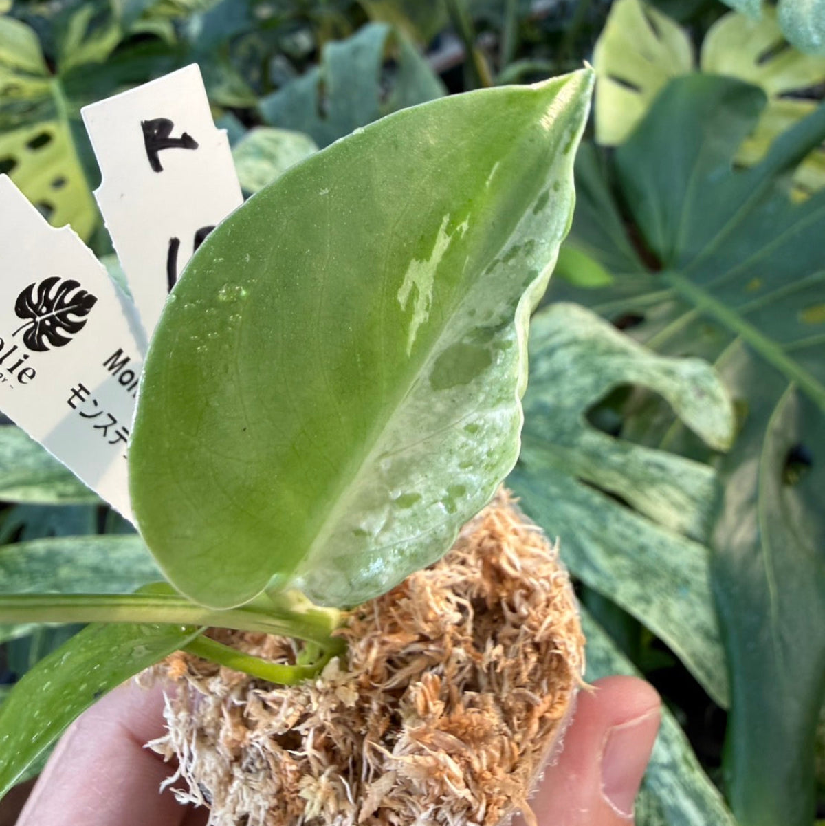 【コレクション】モンステラ・デリシオーサ 'ベトシオーサ'2号サイズ