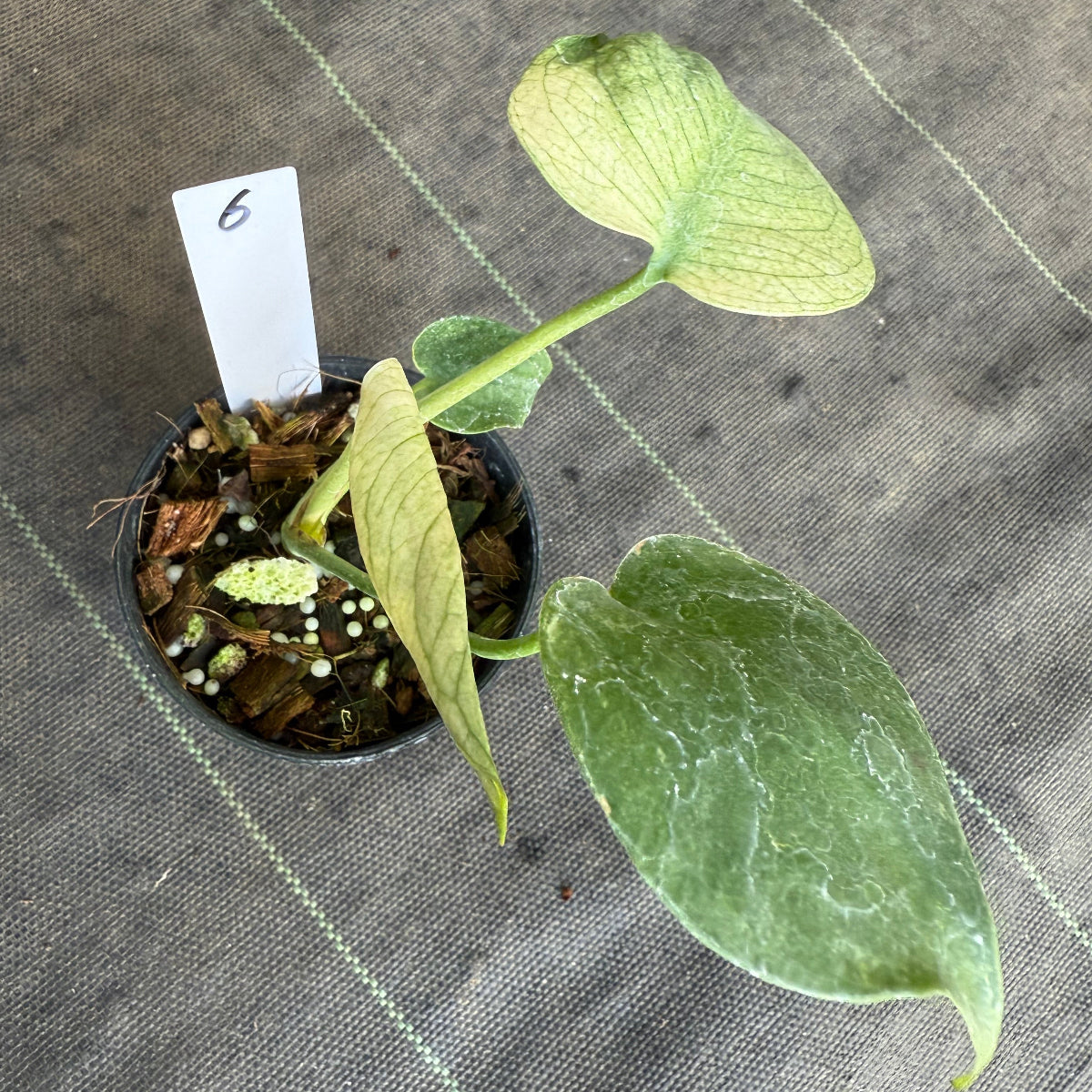 スペシャルセール【選抜】モンステラ　デリシオーサ 'ホワイトモンスター' 3.5号