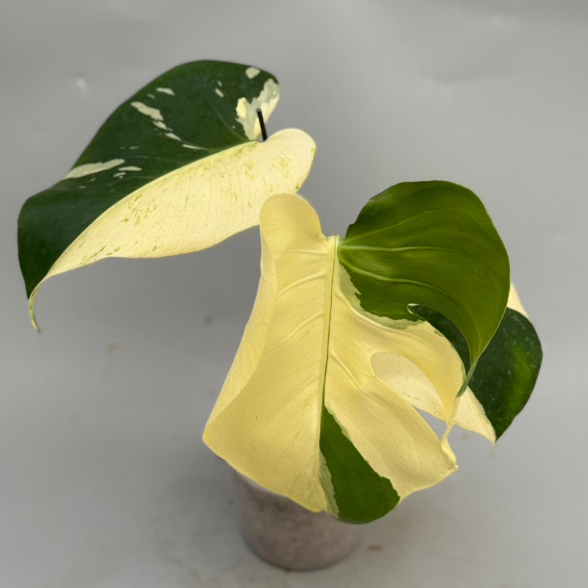 モンステラ Monstera – RARE PLANTS JAPAN (レアプランツジャパン)