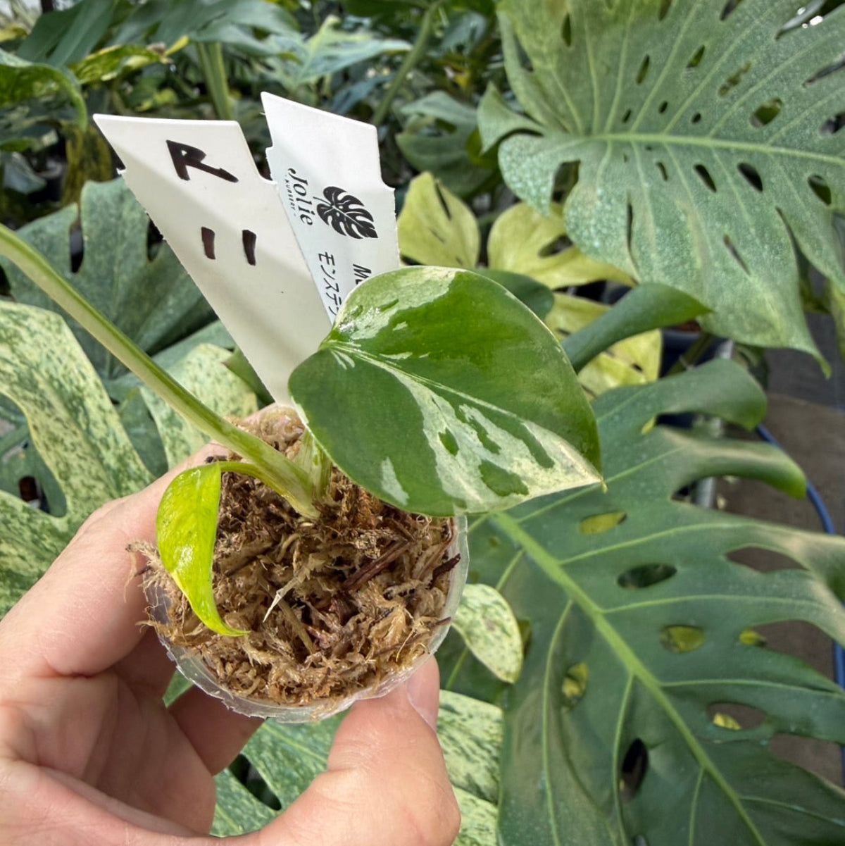 【コレクション】モンステラ・デリシオーサ 'ベトシオーサ'2号サイズ