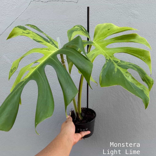 【Live販売】 17番　モンステラ・デリシオーサ　'ライトライム'