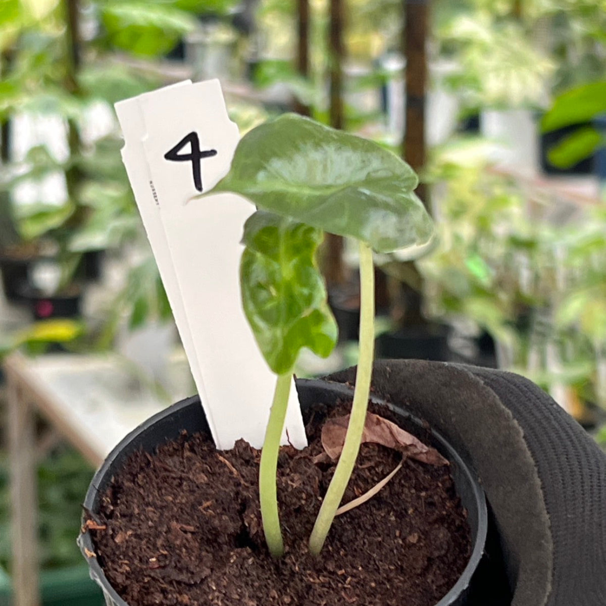 希少】アロカシア 'ベノム(ヴェノム)' 順化済み – RARE PLANTS JAPAN