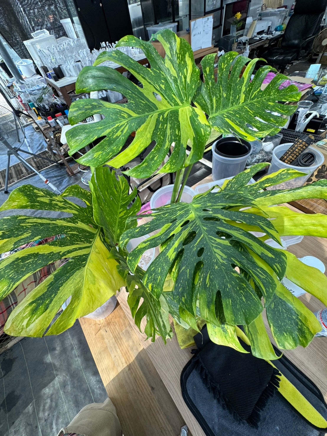 k*o様 14 モンステラ　デリシオーサ　エレクトロライトキング　TC苗　元気い 14 モンステラ デリシオーサ エレクトロライトキング TC苗 元気