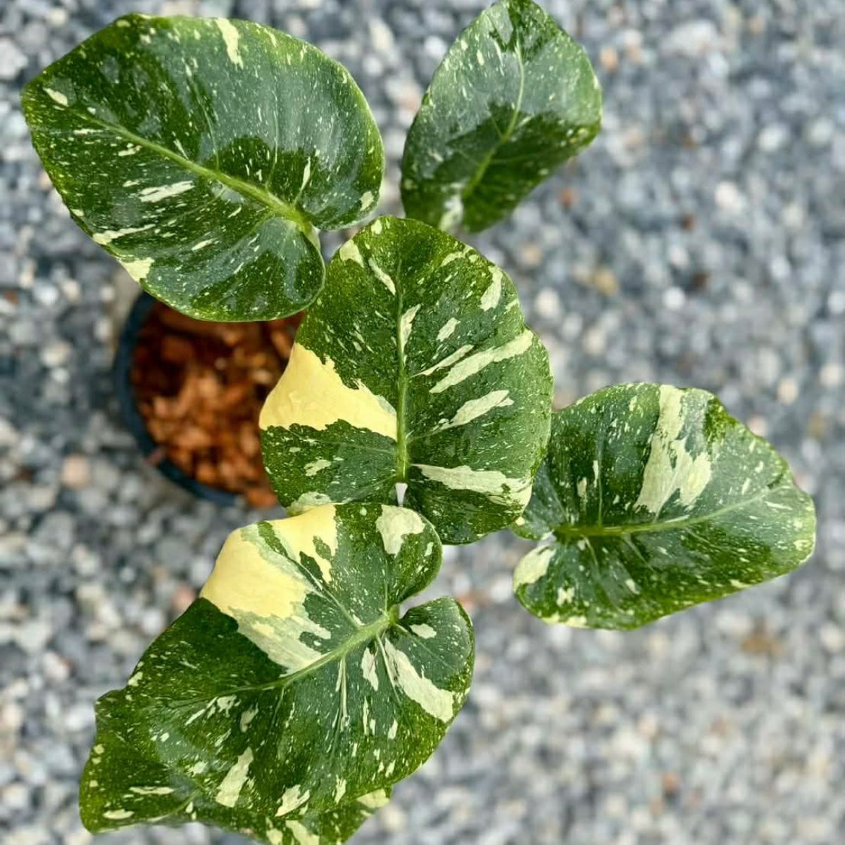 【Live販売】 69番　モンステラ・デリシオーサ 'アンブレラ'002