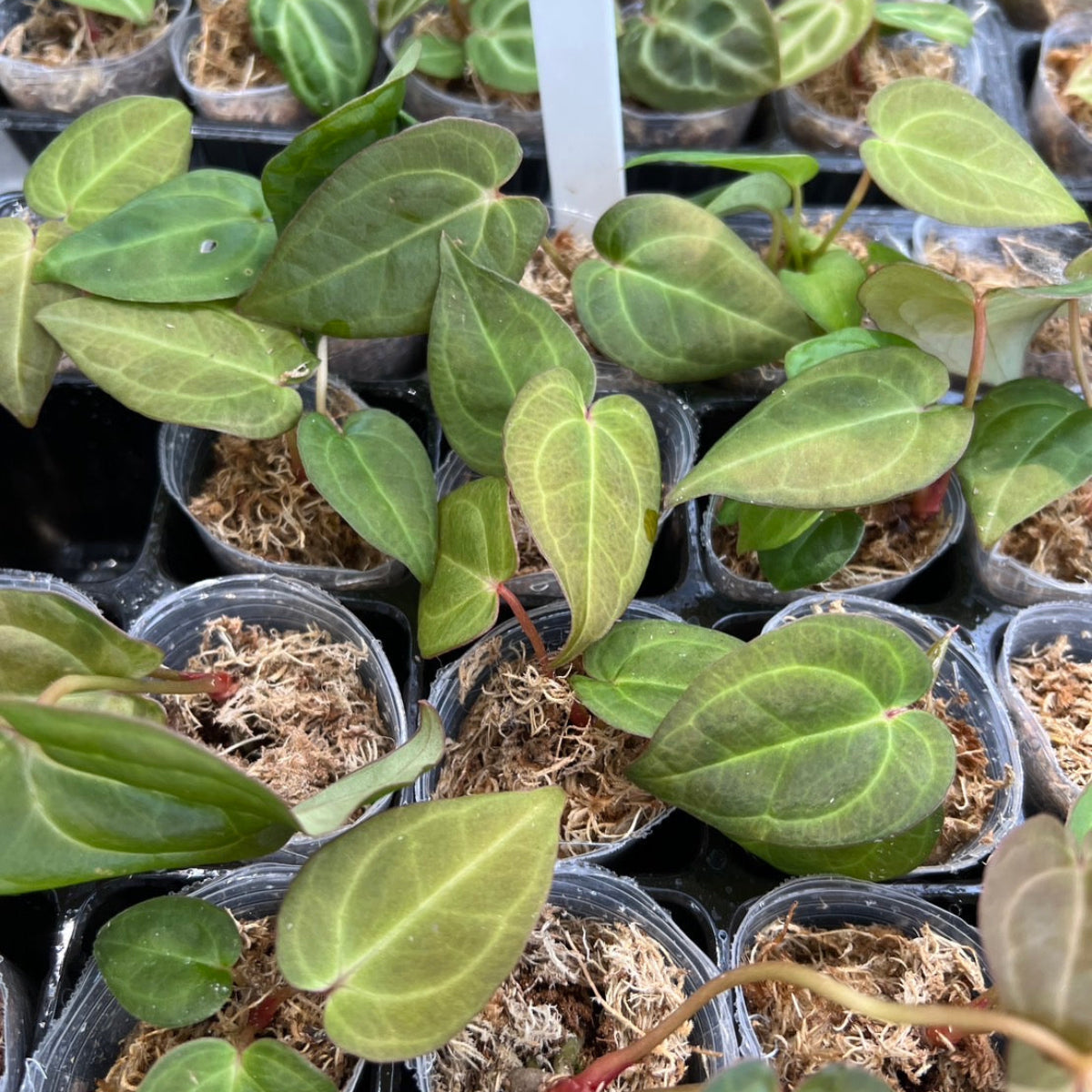 アンスリウム Anthurium ‘Red MBR’ × ‘Red Vein Dark Phoenix’