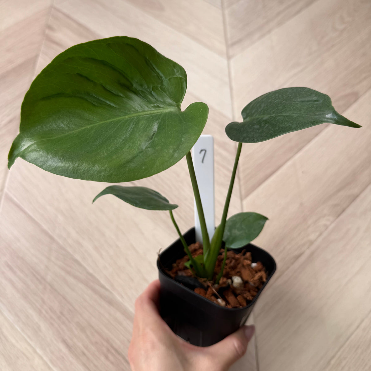 【初販売】モンステラ デリシオーサ 'タトゥー' 3.5号サイズ