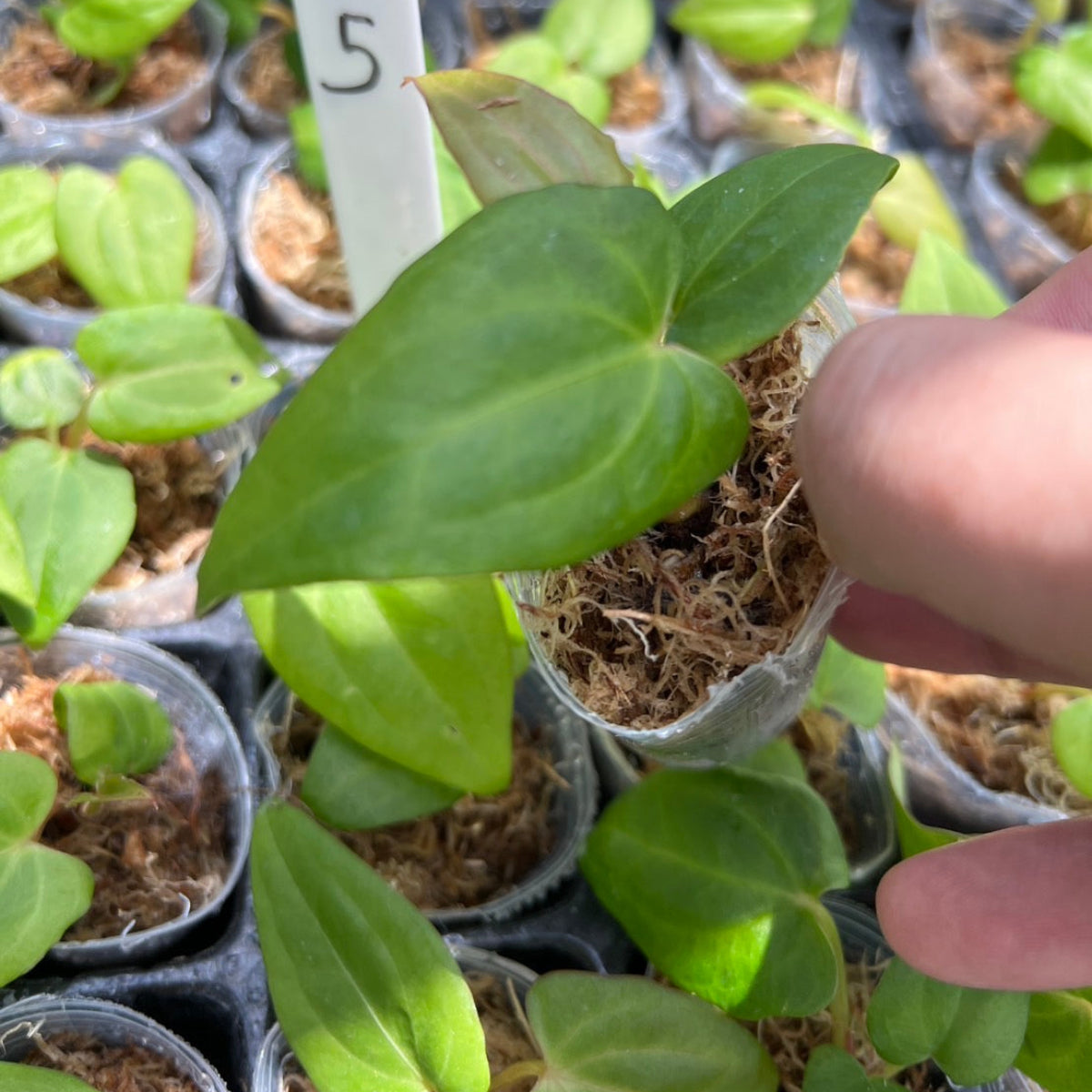 アンスリウム Anthurium 'Blue papillilaminum' × 'X-One