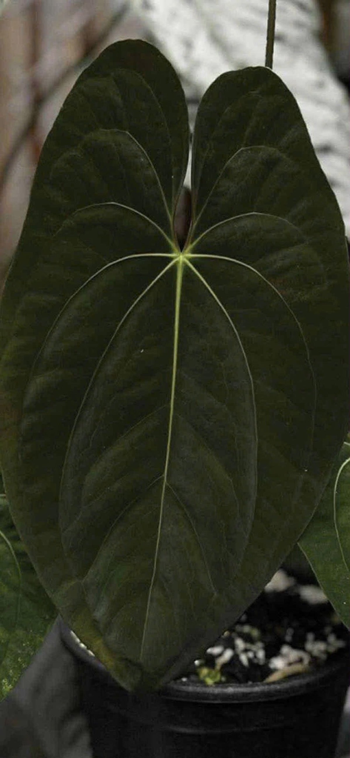 アンスリウム Anthurium ‘Dark Phoenix’