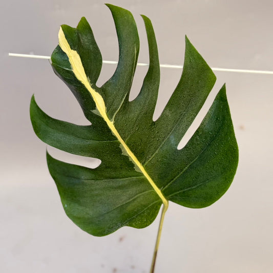 【タイナーセリー直売】 016番　モンステラ・デリシオーサ 'ホワイトラヴァ' 【送料着払い】