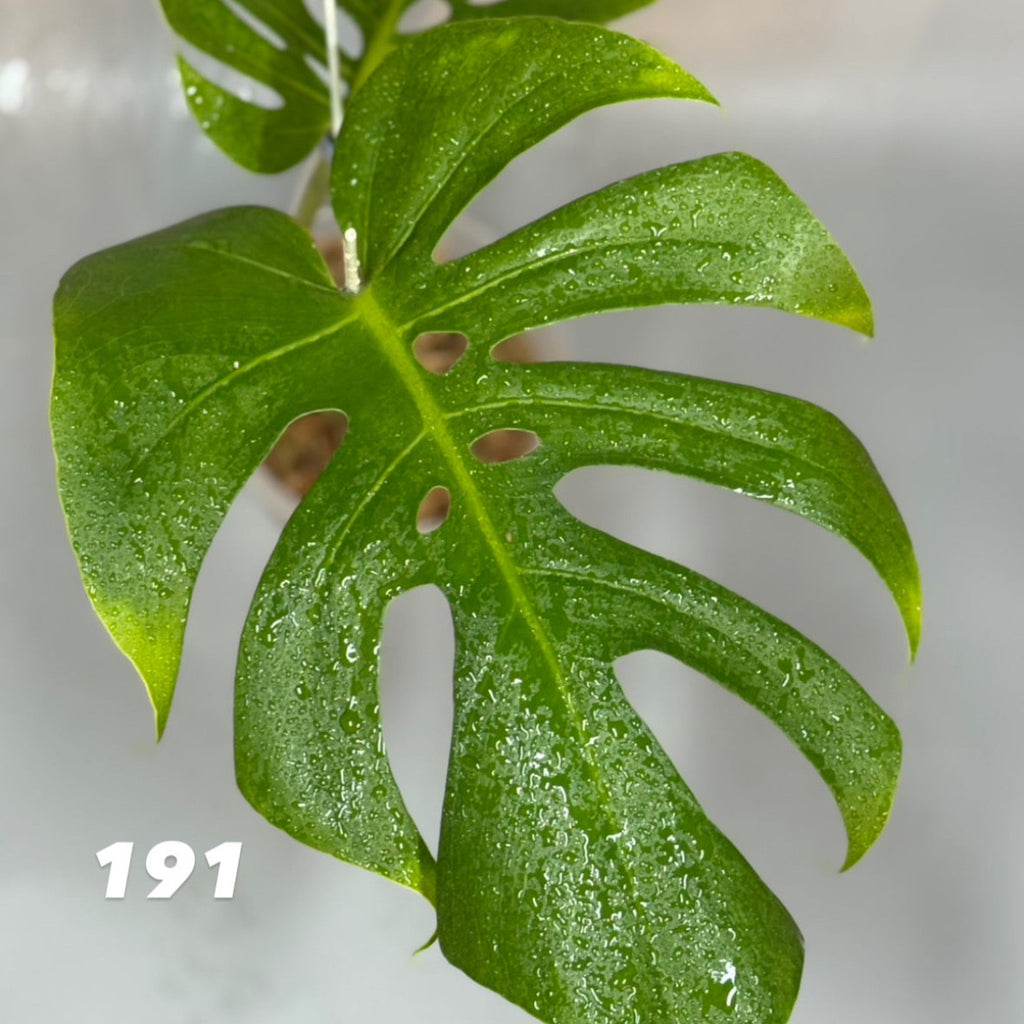 【タイナーセリー直売】モンステラ  デリシオーサ　'NO 6'【送料着払い】【190/191/192】
