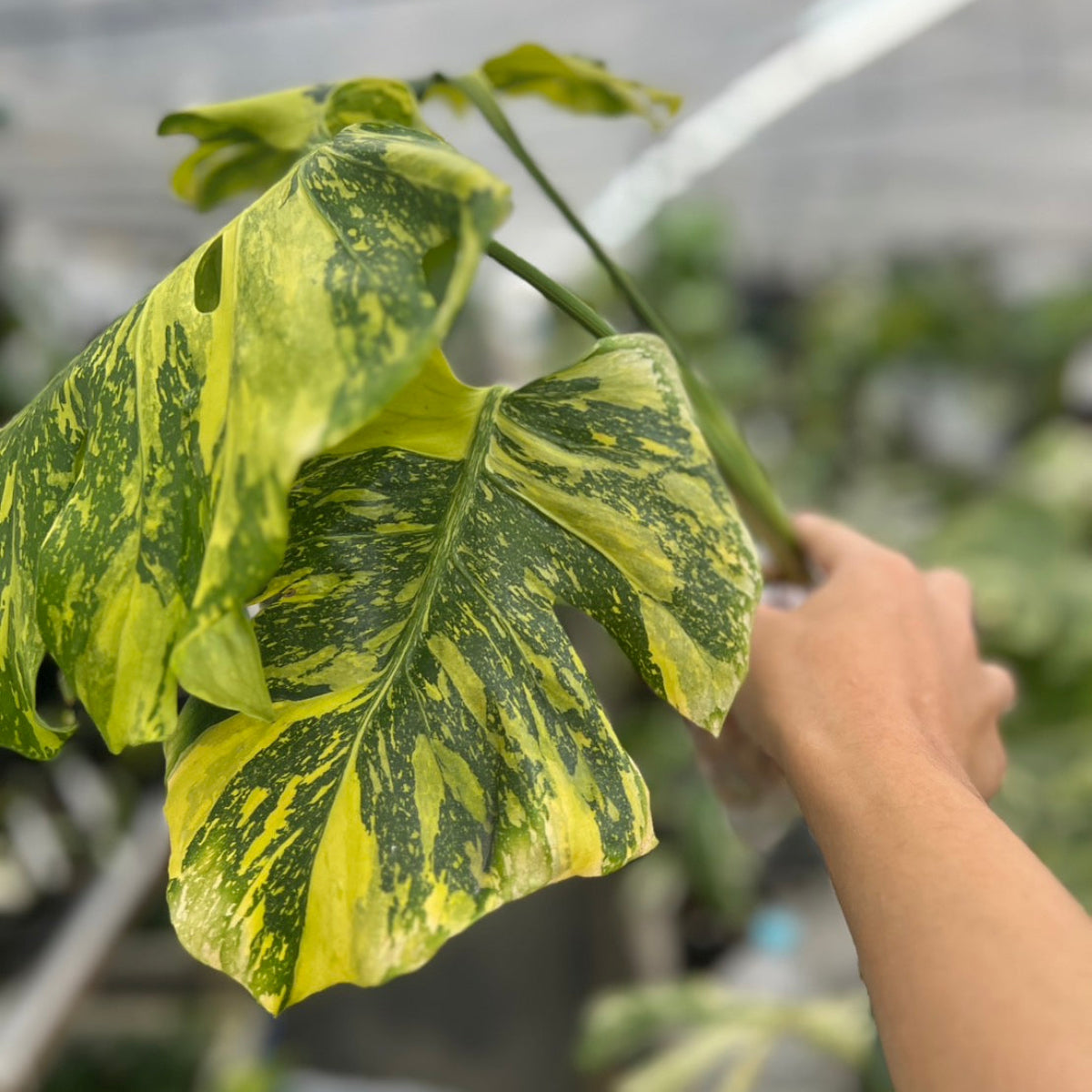 【希少/コレクション】モンステラ デリシオーサ 'エレクトロライト' カット苗